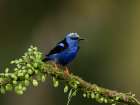 Red-legged honeycreeper- Costa Rica- Central America Art Print